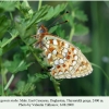 argynnis niobe tleyserukh male  2